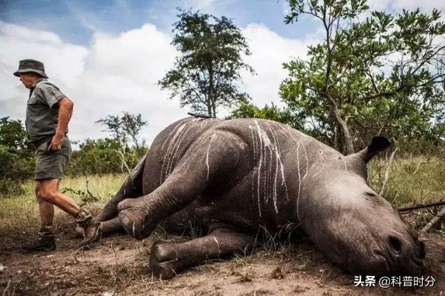 25只已经灭绝的史前动物,已灭绝又复活的动物白鱀豚