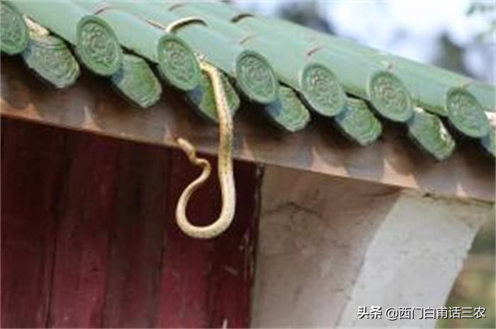 蛇为什么出现在家里,农村里蛇为什么会跑到家里