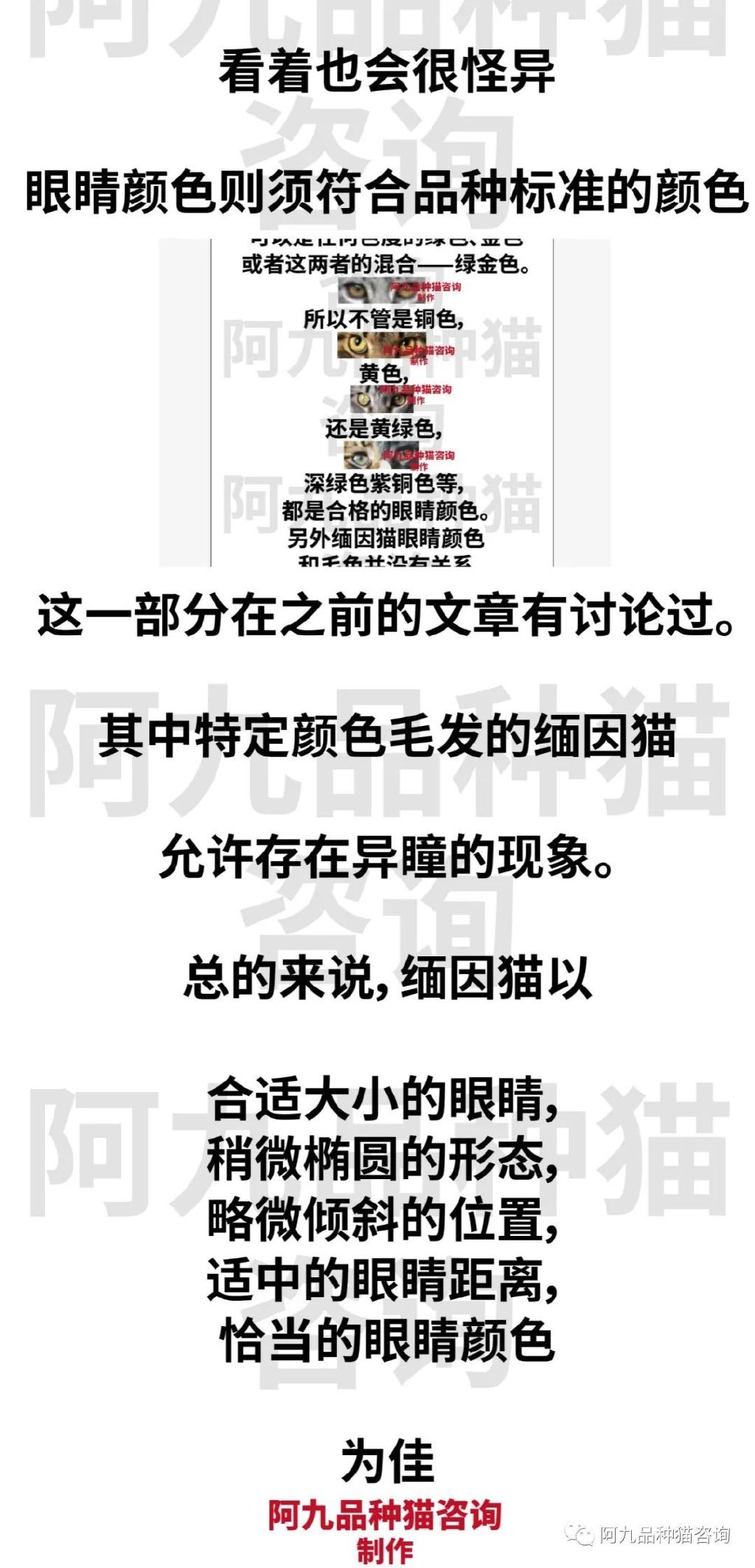 缅因猫品相极好的多少钱,品相一般的缅因猫什么价格