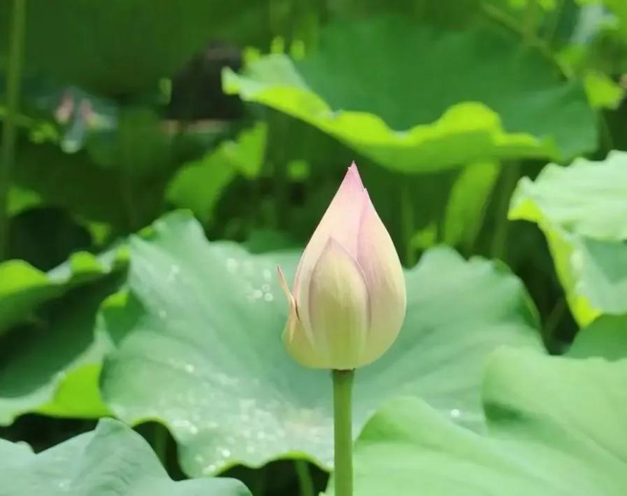 荷花散文朱自清,荷花散文朗读视频