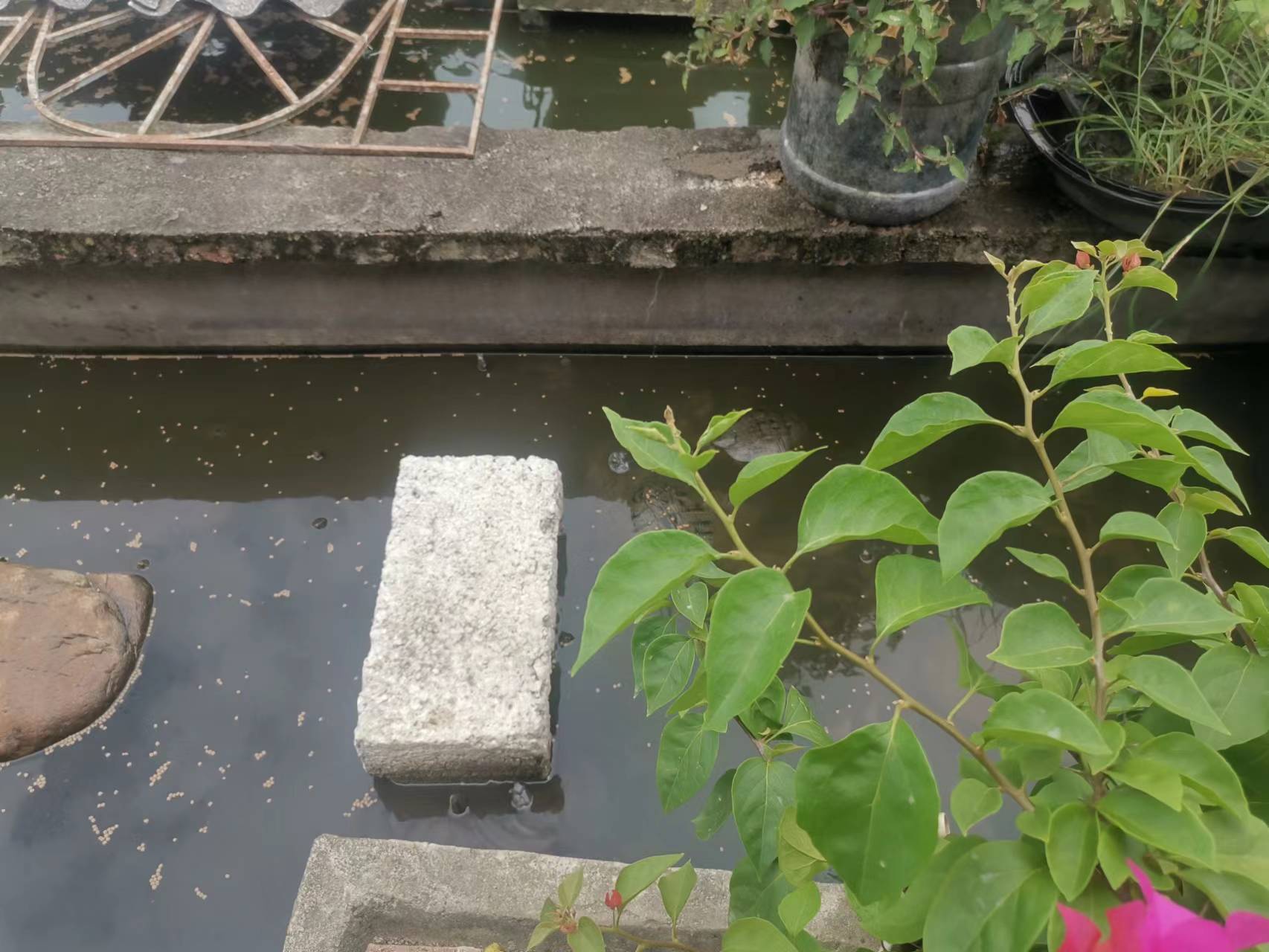 种龟产卵前如何调养,繁殖龟最好配对方法