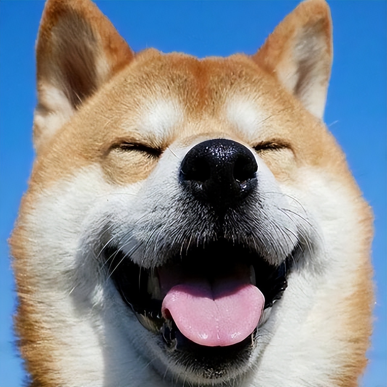 几月出生的柴犬体味小掉毛少,为什么柴犬容易弃养