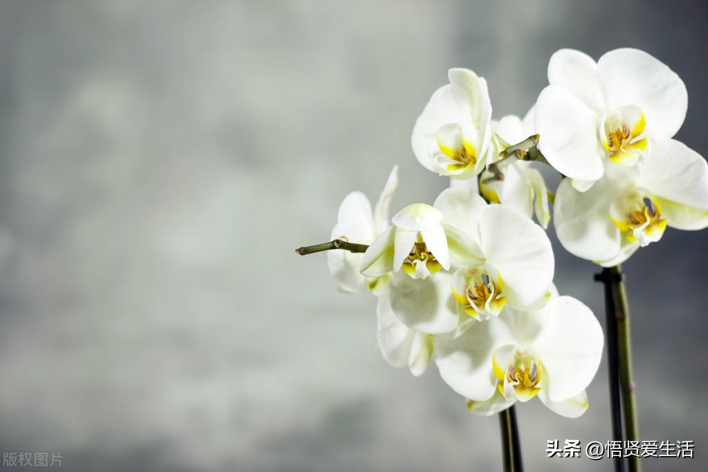 最名贵十种兰花开小蓝花是什么兰,十大名贵兰花你都认识吗