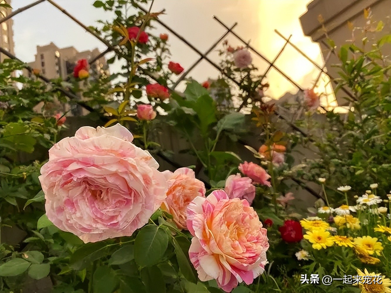 十大公认最好养阳台微型月季,耐晒且花期长又容易养的月季品种