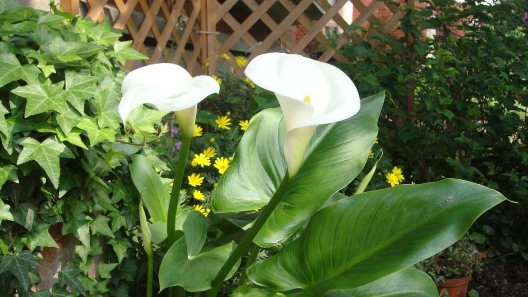 马蹄莲开花后的养殖方法,马蹄莲开花期间养护注意事项