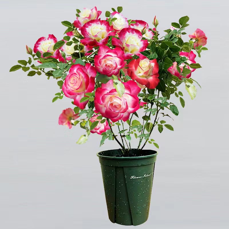 南洋红双喜花开富贵,红双喜双喜临门