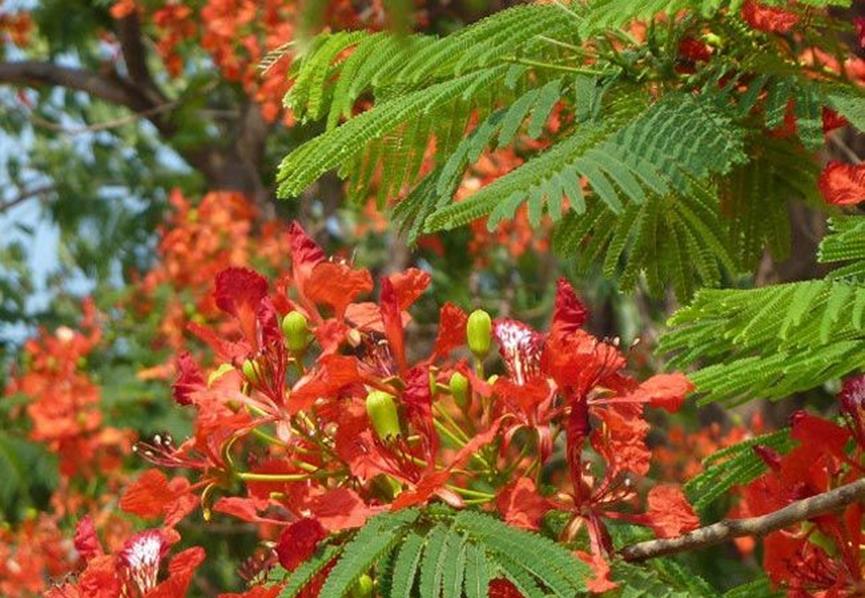 迪拜适合养什么植物,迪拜常见花草