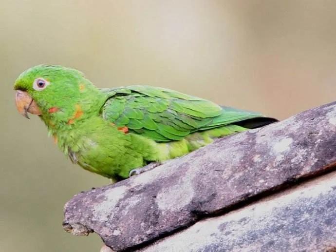 委内瑞拉纸币视频,委内瑞拉纸币简介