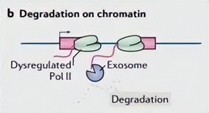 nature最新论文,nature论文最新发现