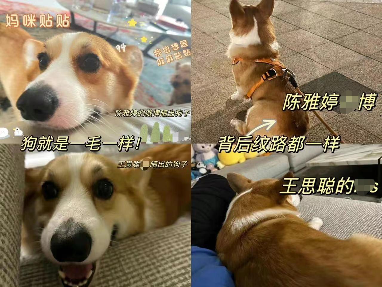 王思聪对汪小菲和大s的看法,王思聪评价大s汪小菲最新