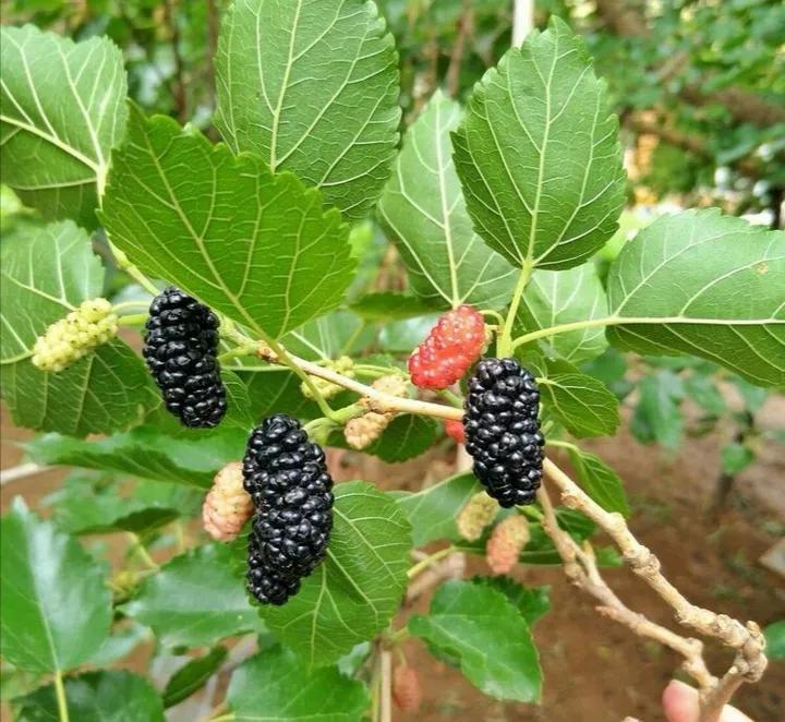 自制桑葚酒的做法,自制桑葚酒泡多久可以喝