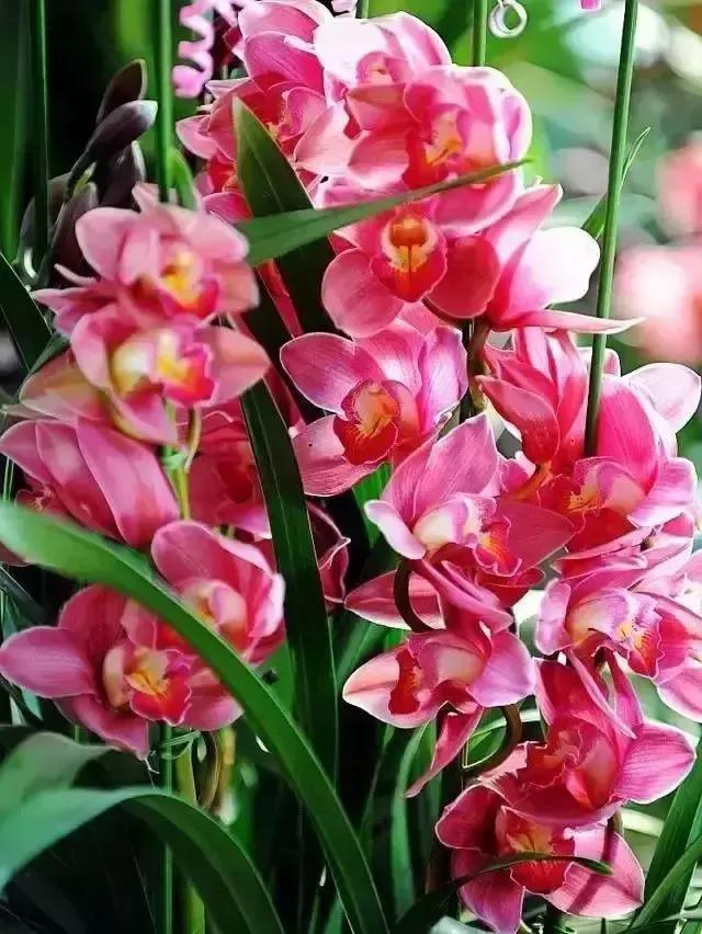 十大名贵兰花葱兰和韭兰的区别,十大名贵兰花视频