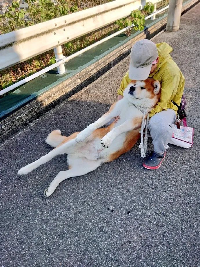 笑死！狗子1个蛋上被蚊子咬了8个包，成巨蛋小子了！