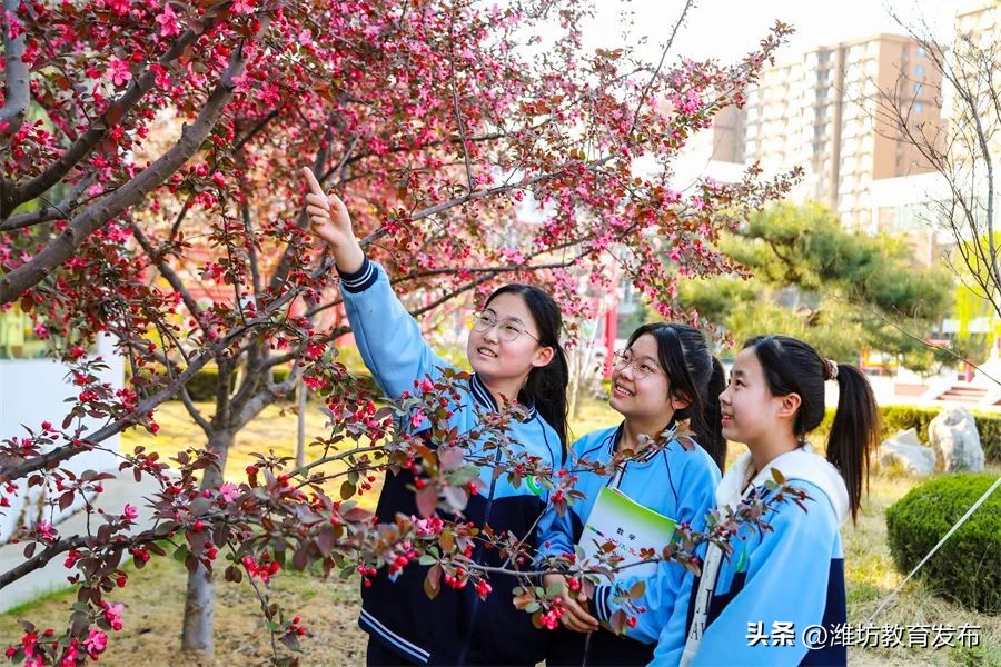 美！潍坊校园春景强势来袭