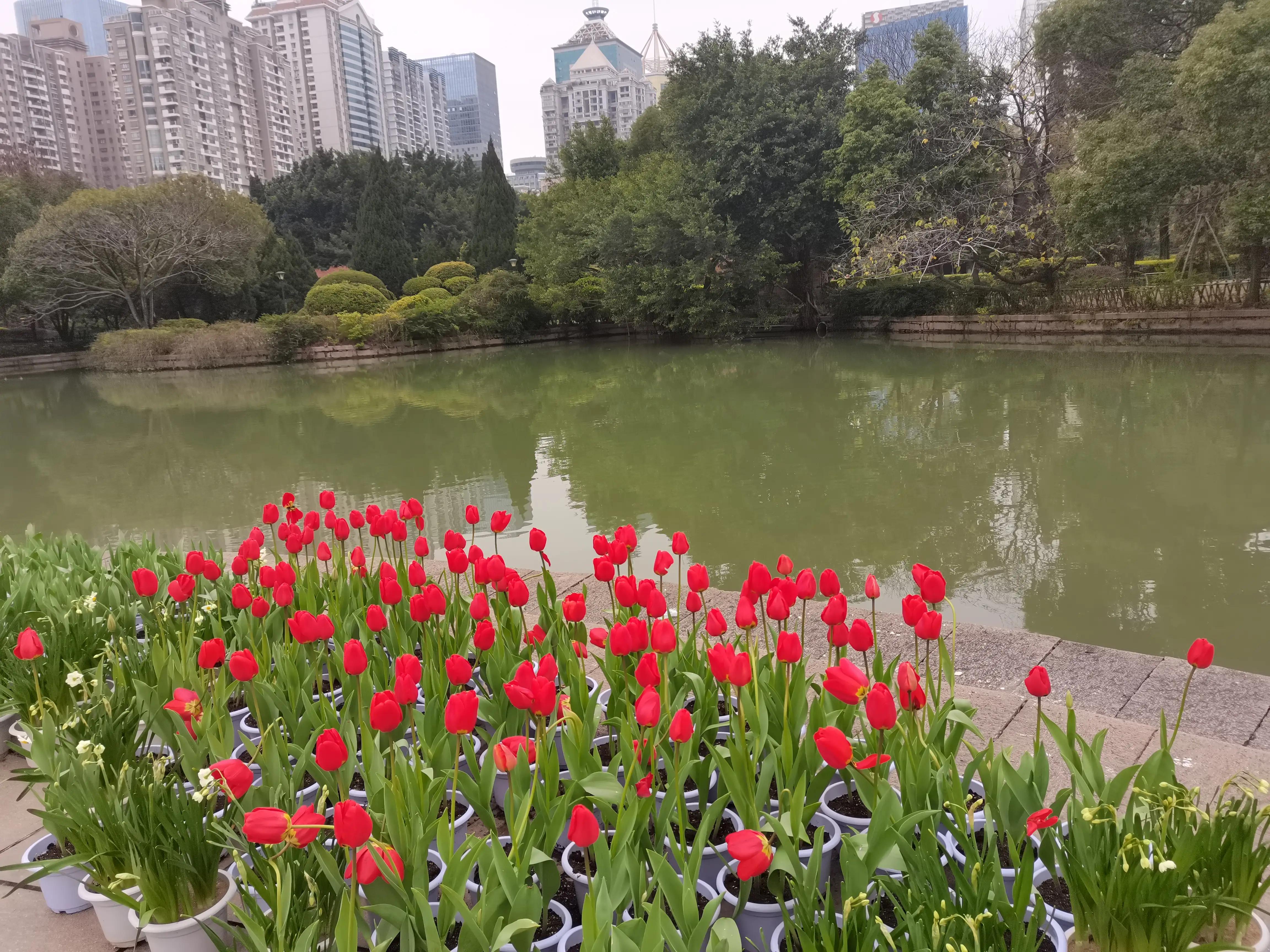 福州郁金香温泉公园,福州花海公园郁金香