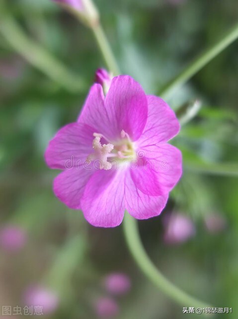 分享美图图片,紫罗兰花写实风图片