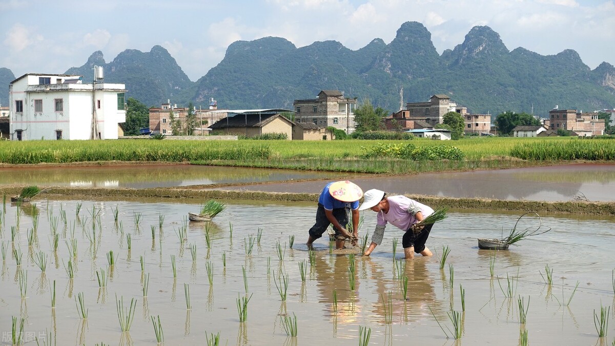 荸荠从种到收,荸荠煮水后要吃掉吗