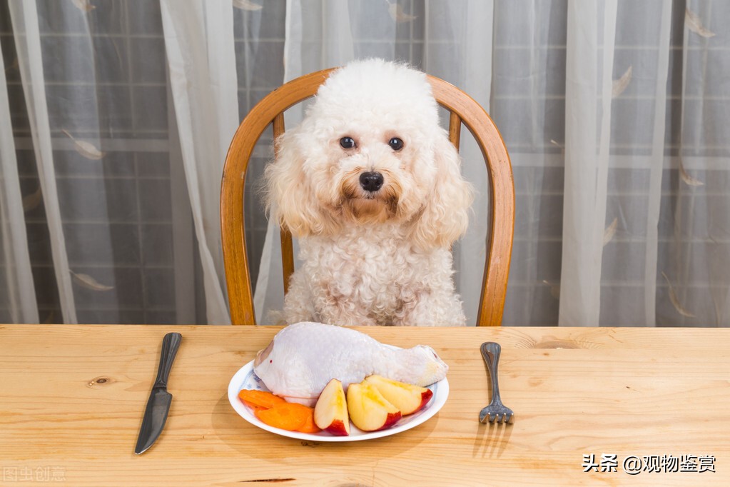 狗狗反群不吃不喝怎么办,狗狗得了细小不吃不喝能扛几天
