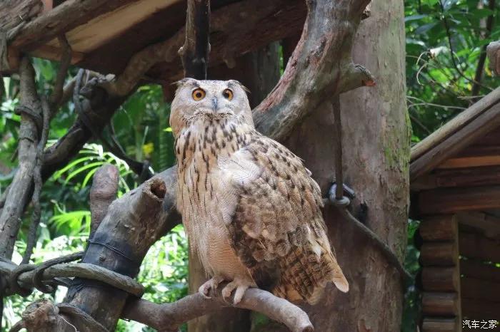 广州长隆野生动物园全部动物,广州长隆野生动物园所有动物介绍