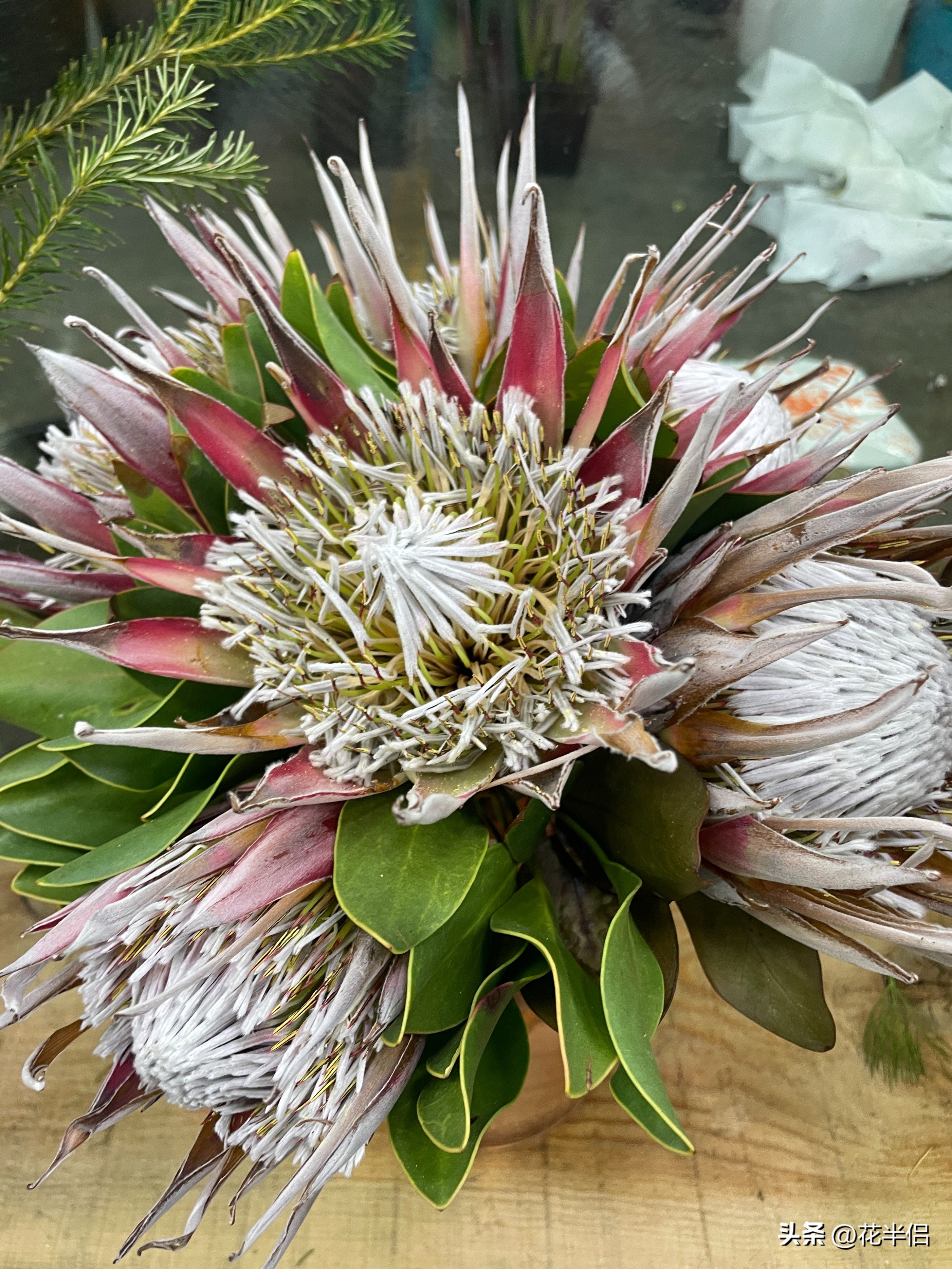 世界上36种罕见的花帝王花,帝王花花卉