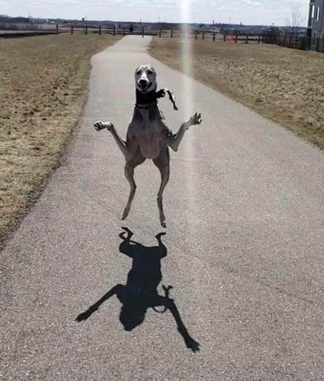 一身反骨的狗狗也有温柔的一面,天生反骨狗狗