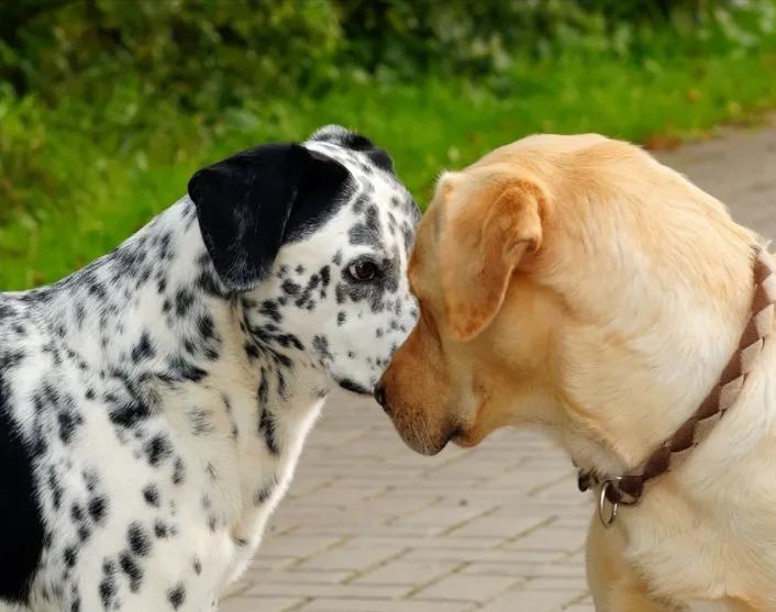 为什么狗狗“交配”的时候，不能轻易打断？