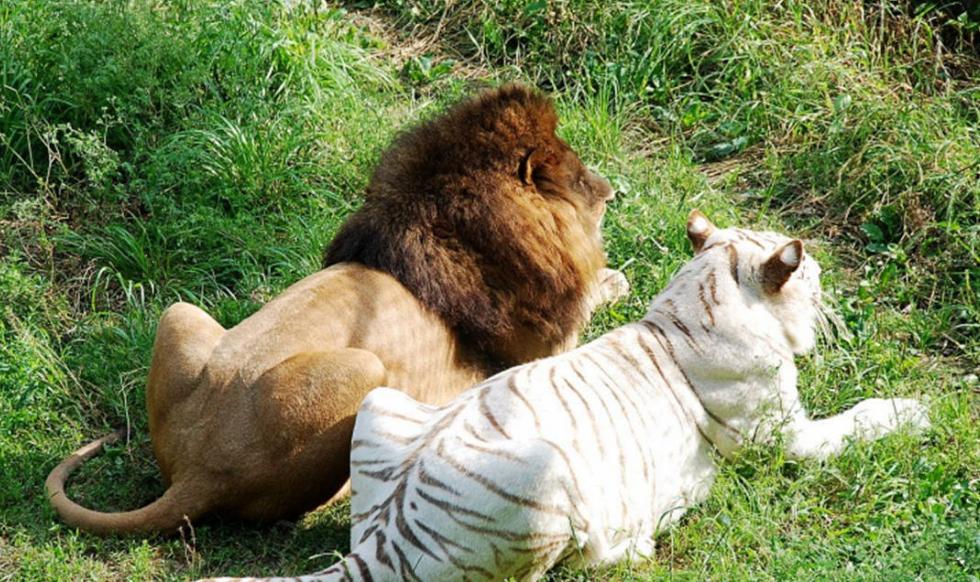 为什么日本人要杂交胚胎实验,日本人的杂交实验成功了吗