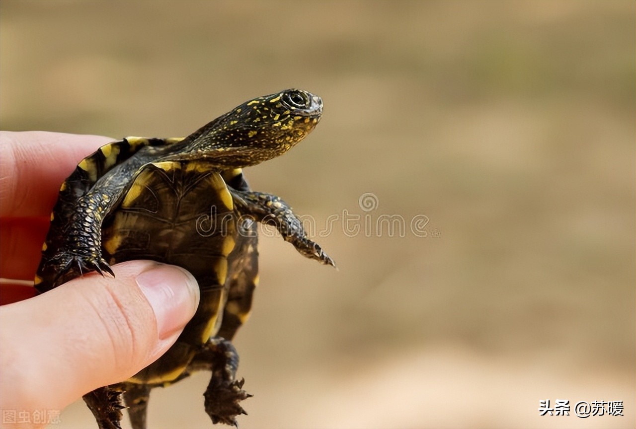 龟如何预防肝脏病,龟龟怎么才能让它不应激