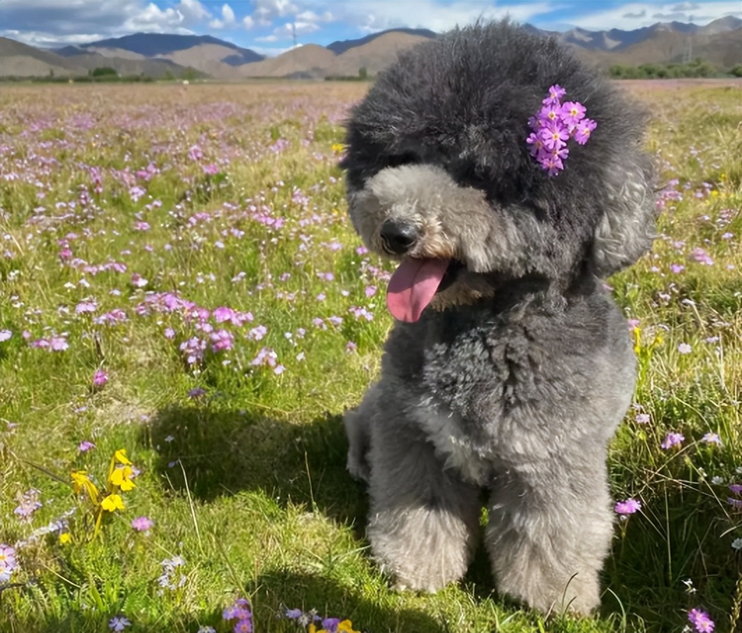贵宾犬值得养不,贵宾犬到底好养吗