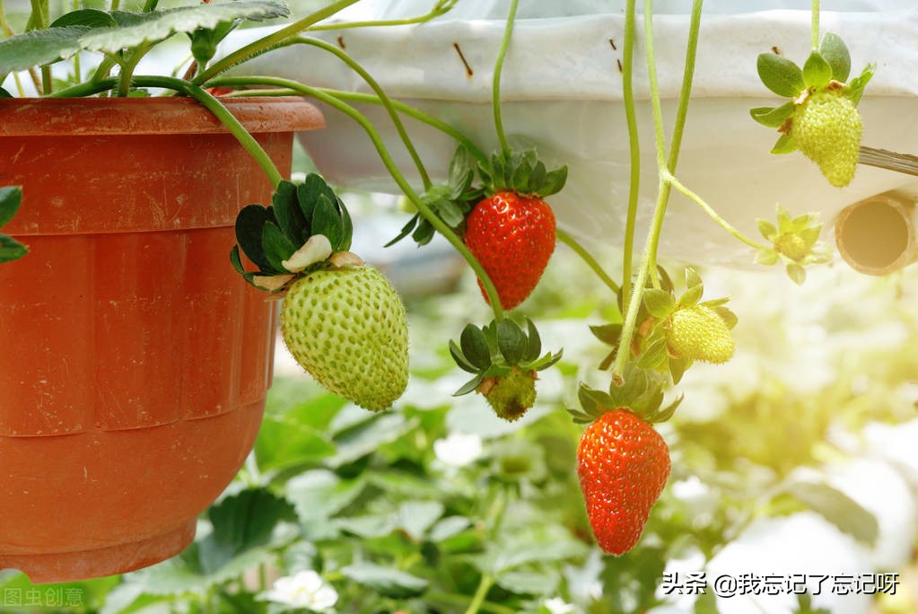 阳台种植水果用什么肥料好,适合阳台种植的水果有哪些