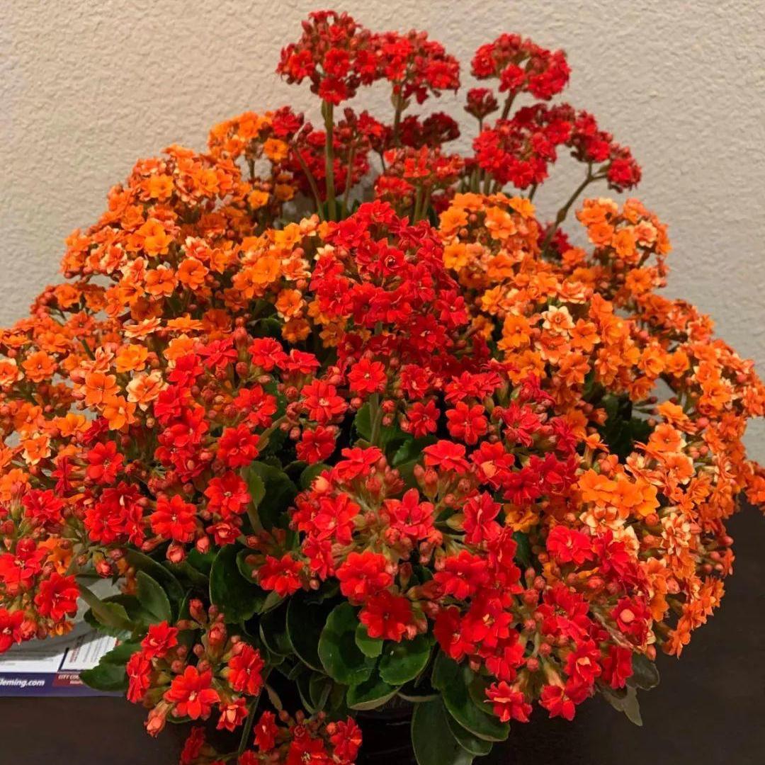 十月长寿花怎么开花,长寿花怎么打才能爆花