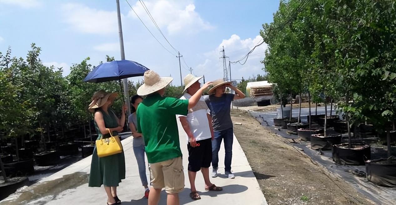 一棵树，香遍一条街！优秀的落叶香花乔木——日本雪铃树