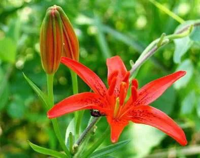 绽放的百合花,绽放的百合花32