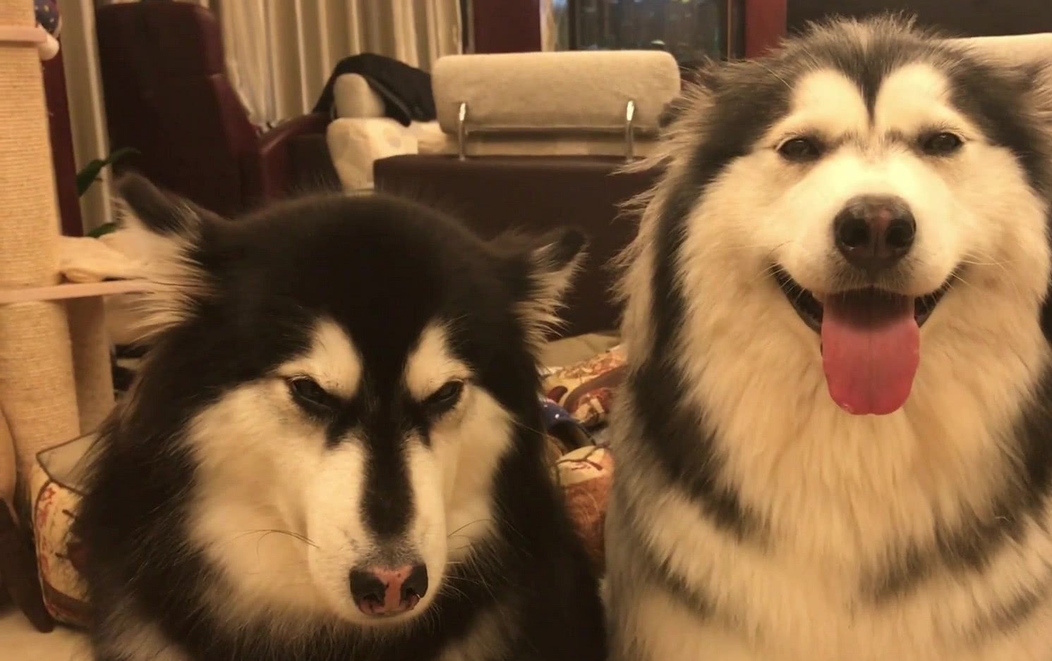 阿拉斯加为什么不推荐养,劝你别养柴犬