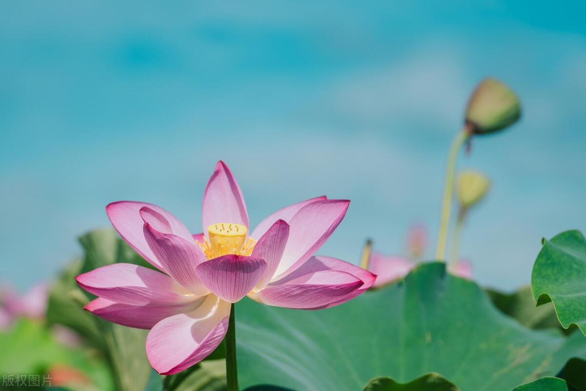 英语美文生如夏花,英语夏天美文摘抄