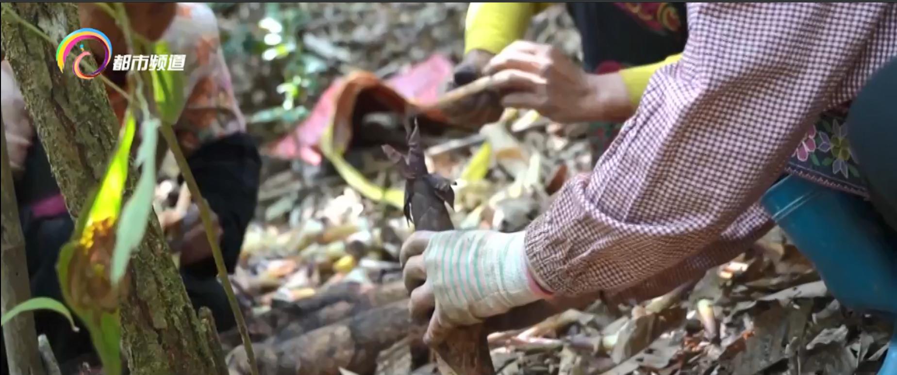 苦笋剥开后明天吃需要焯水,苦笋挖出来吃视频