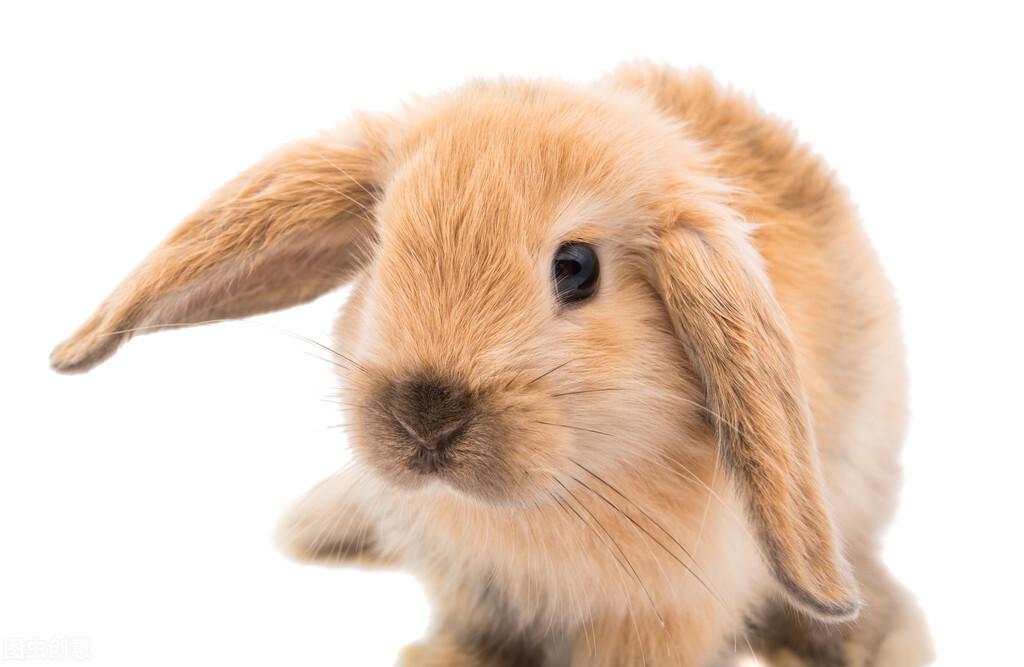 养兔知识兔瘟的症状及防治措施,预防兔瘟的最佳方法