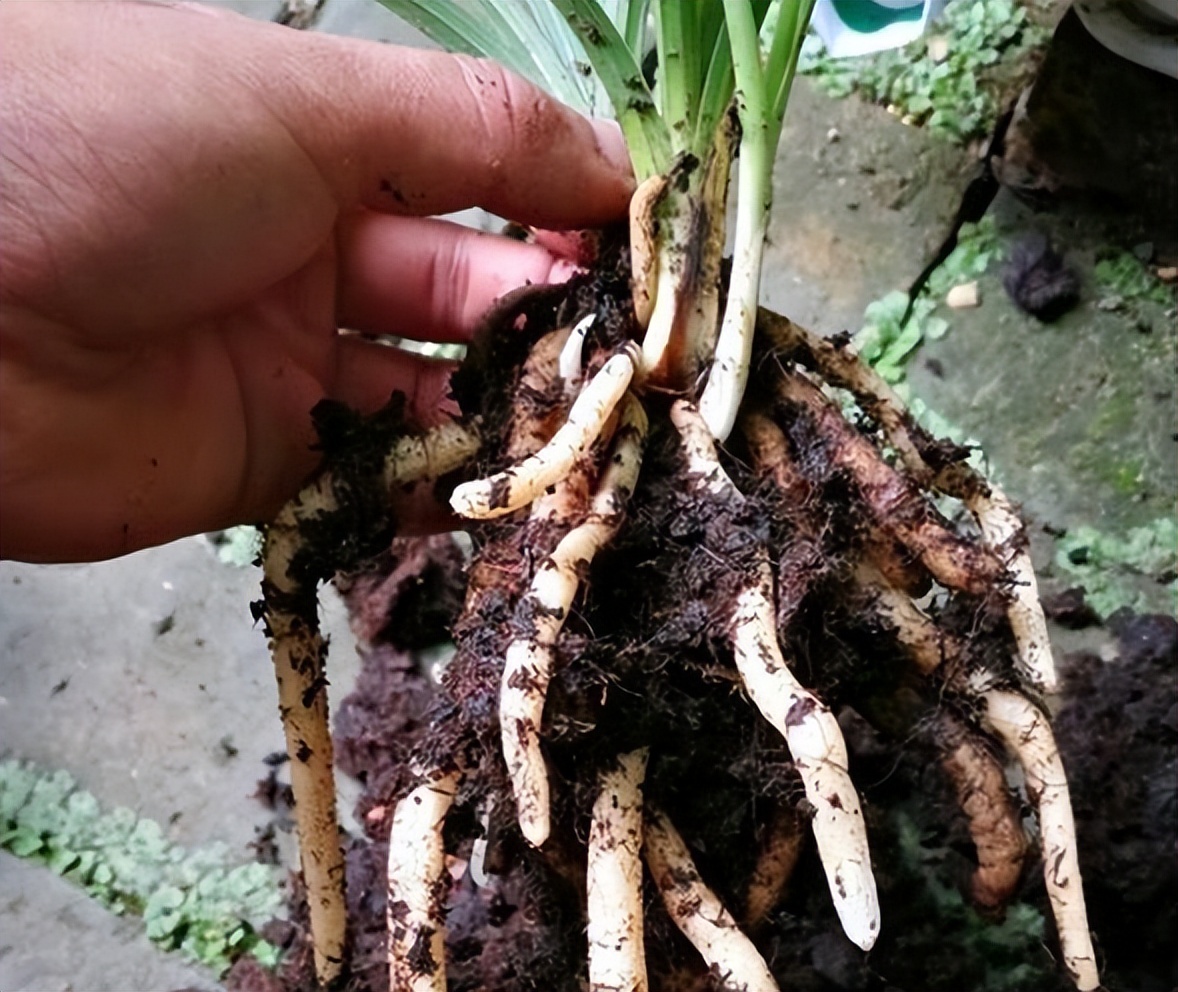 旧筷子可别当垃圾扔了,养花小技巧旧筷子再利用