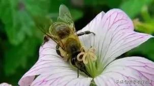 勤劳的蜜蜂写一首现代诗,蜜蜂现代诗自创