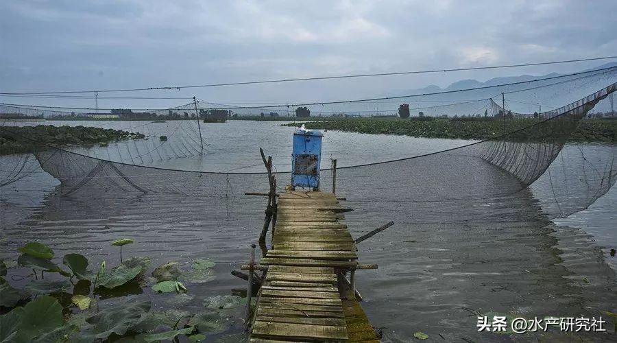 微孢子虫病用什么抗生素治疗,微孢子虫怎么处理