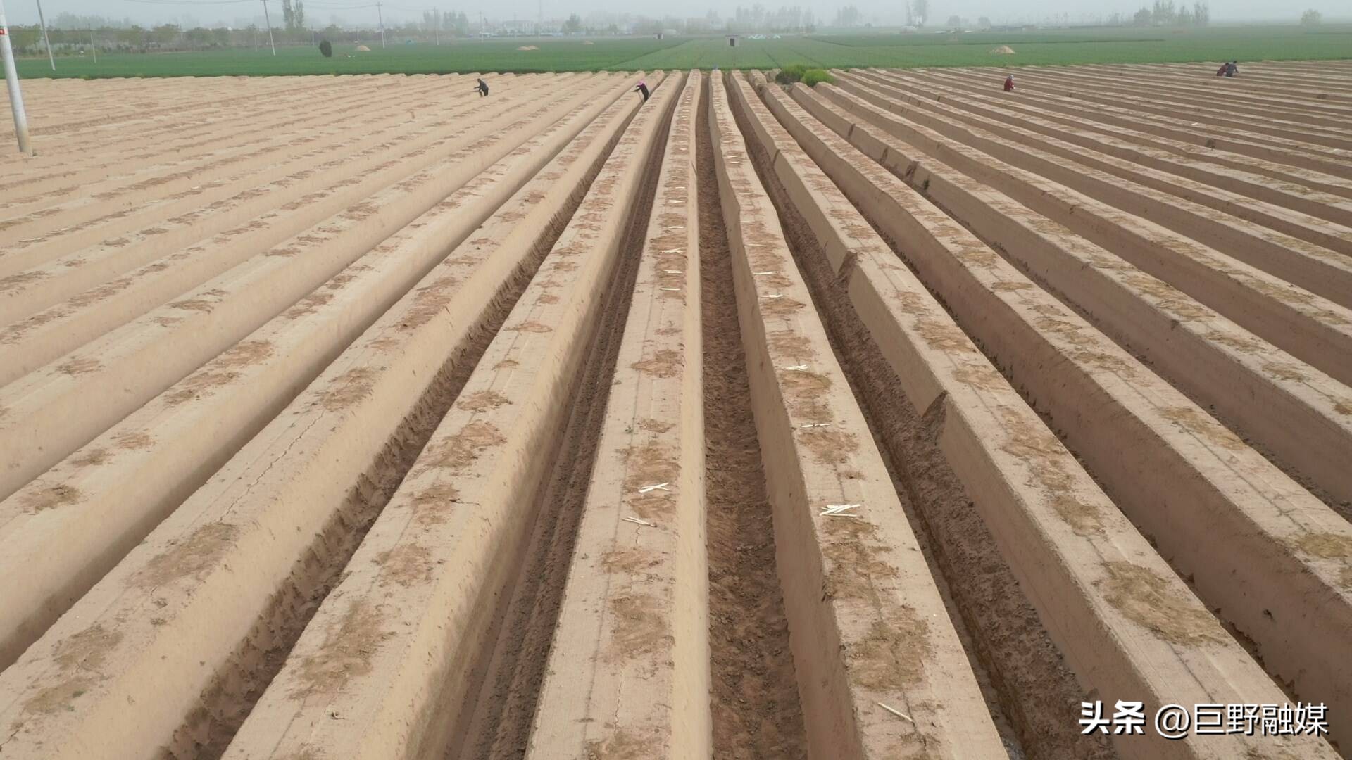 龙堌镇:头茬芦笋迎丰收抢“鲜”上市效益高