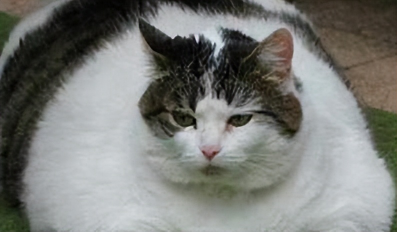 看完这部电影你还敢减肥吗,看完这几部电影能让自己变瘦