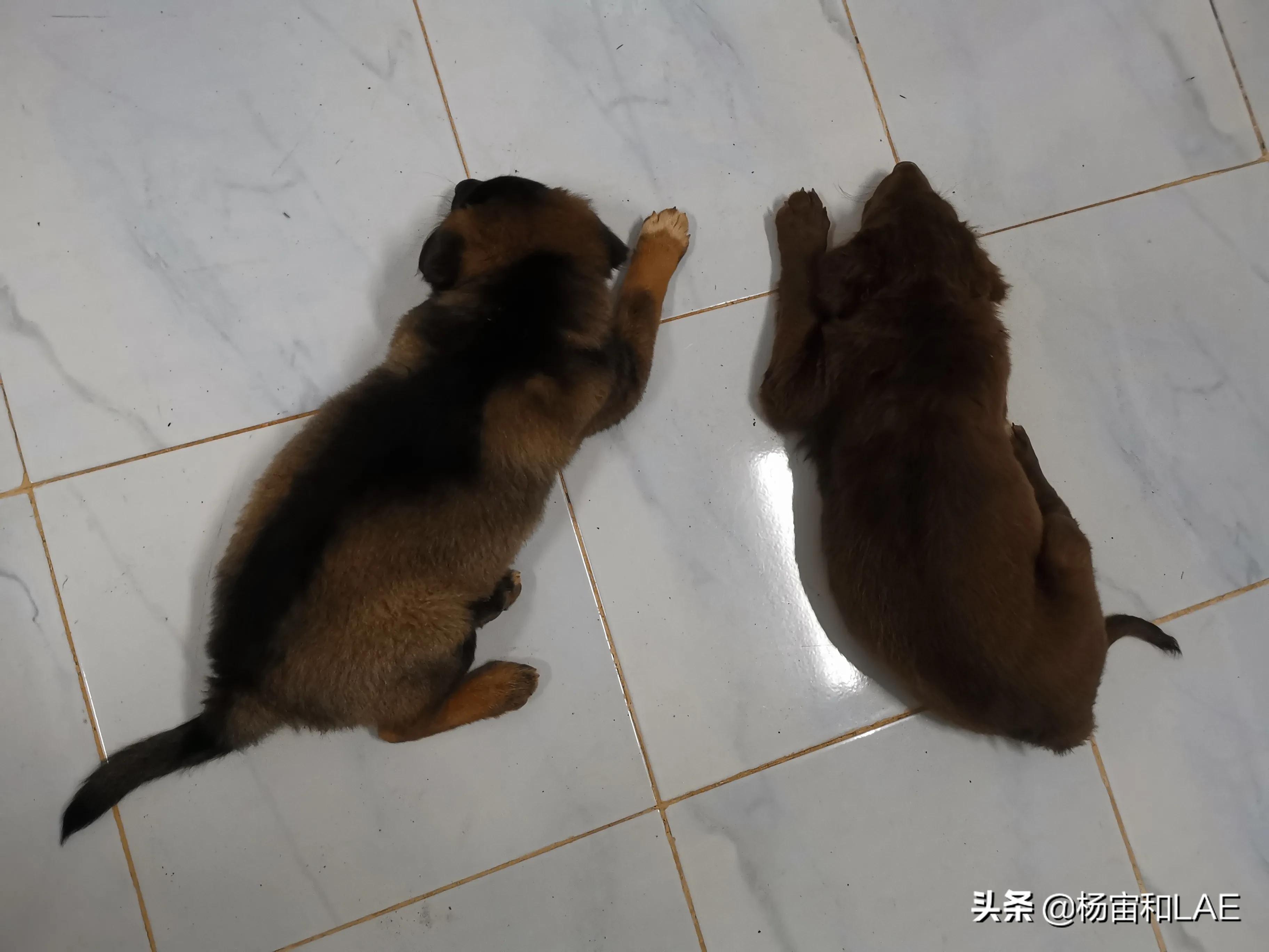 老挝哪里给狗打疫苗,西班牙狗生病怎么办