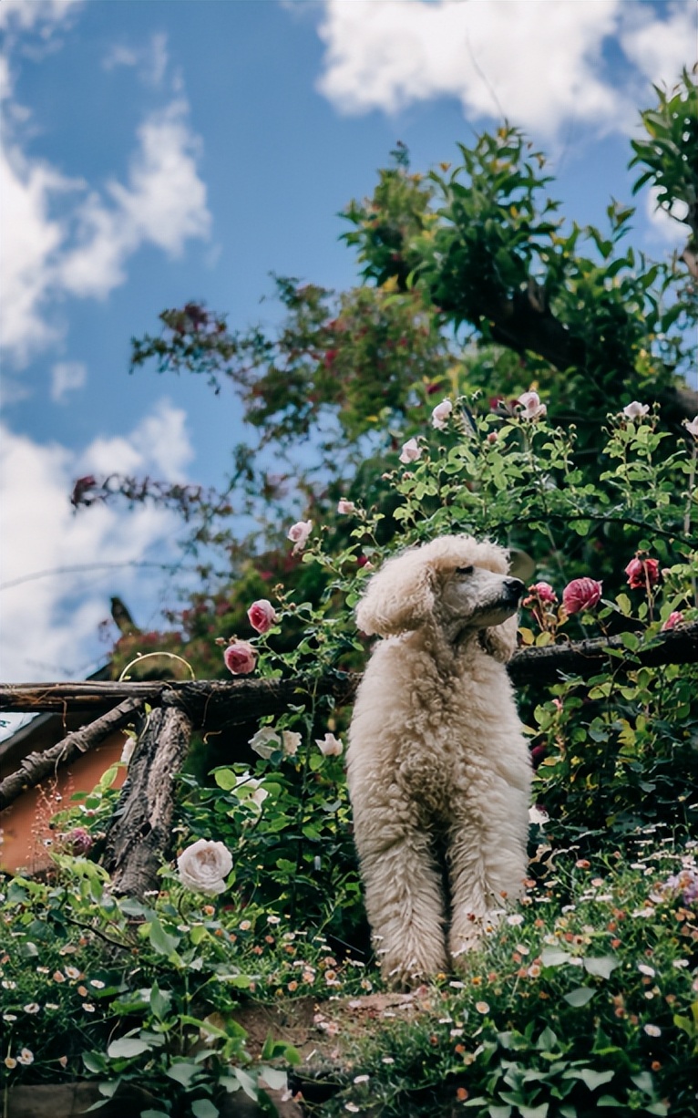 大理攻略｜诺邓古村，不只有盐与火腿的交响曲