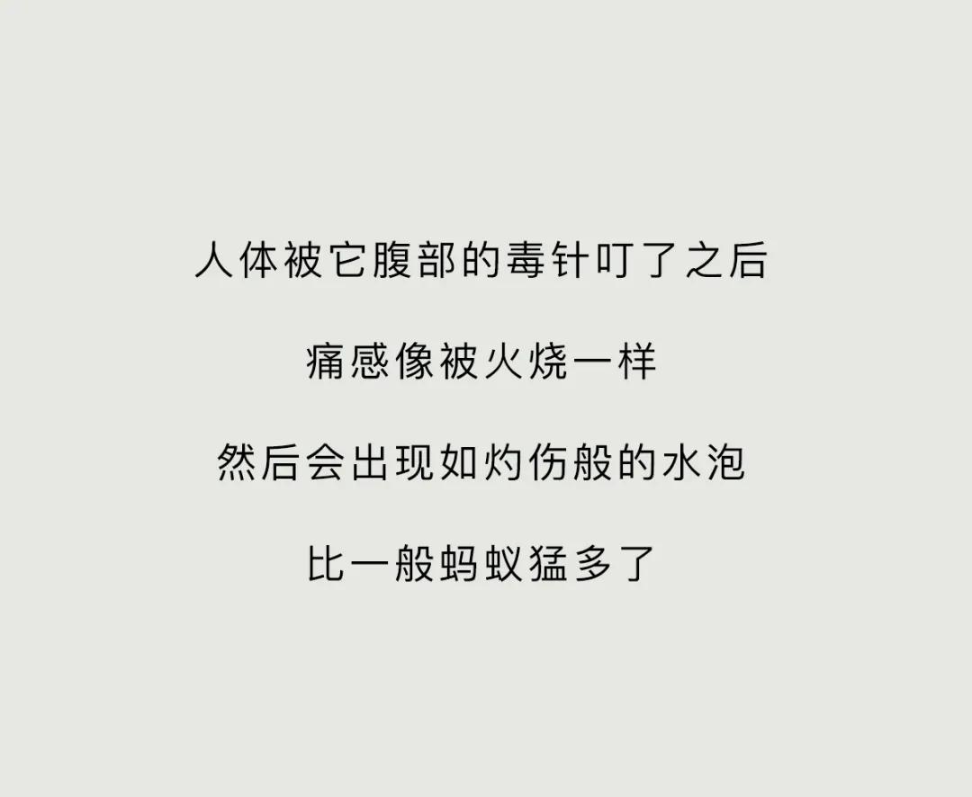 最近看到这些虫子，不要随便拍，建议提前了解（漫画讲解）