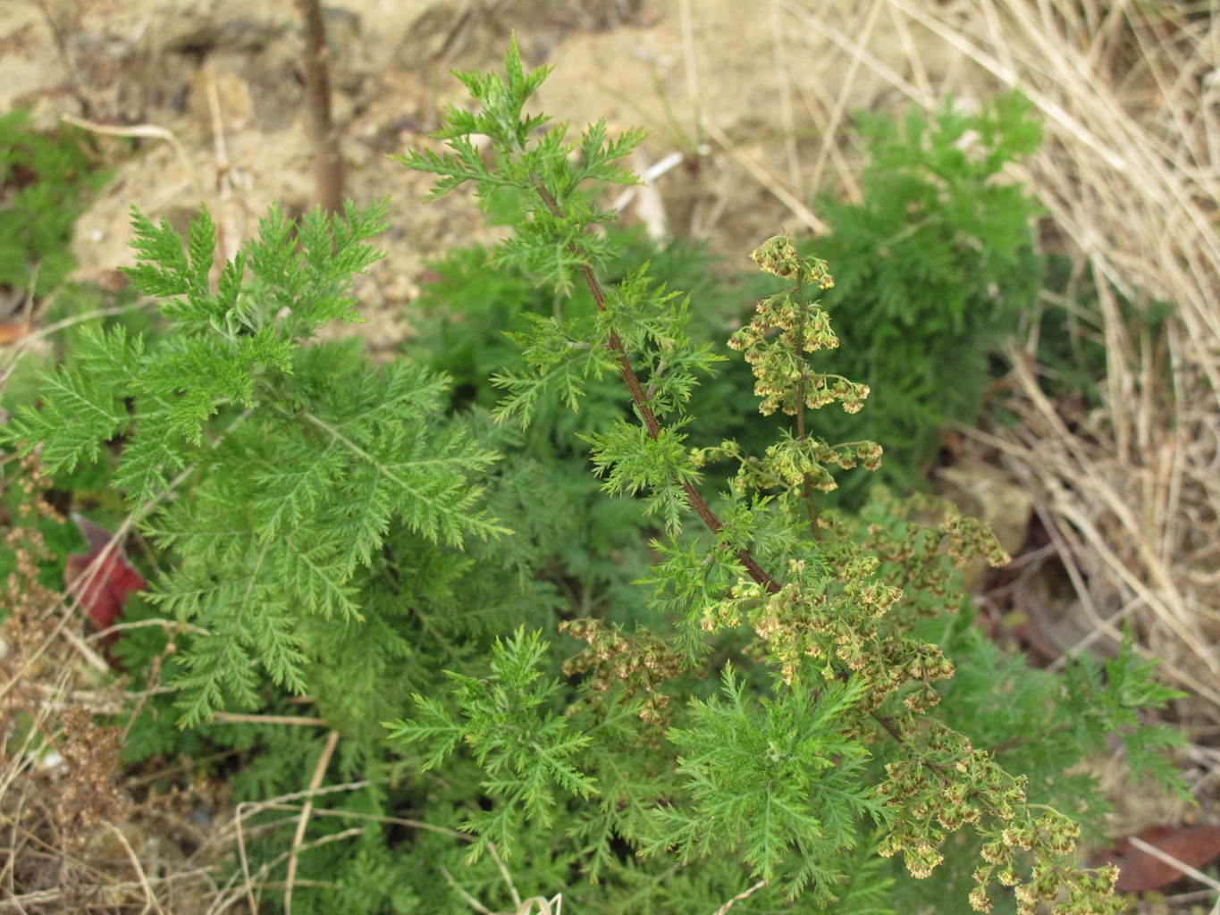 岱山岛为什么叫岱山岛呢,岱山岛定位