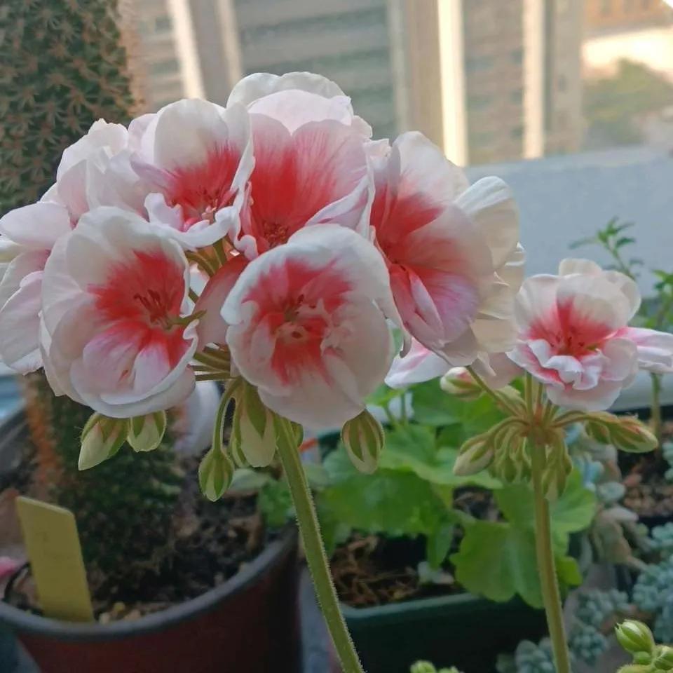 养花开花了浇点什么水花开得旺,浇花养花的技巧