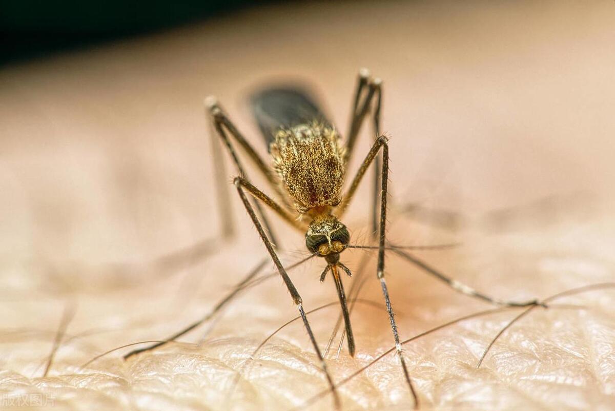 蚊子为啥不爱咬ab血型人,蚊子为什么爱叮你跟血型有关吗