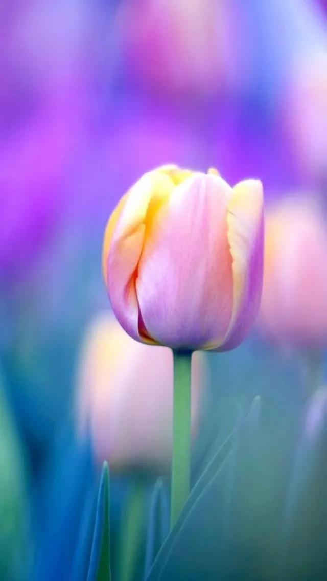 一花一世界一念一佳人的图片,一花一世界一叶一春秋图片