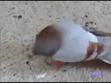 英国出现“僵尸”鸽子,英国出现僵尸鸽子人类会感染吗